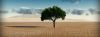 Drzewo na pustyni