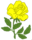 gify róże